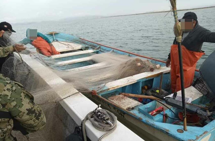  Decomisa Semar artes de pesca para la captura de camarón prohibidos por veda – Opinión Sonora