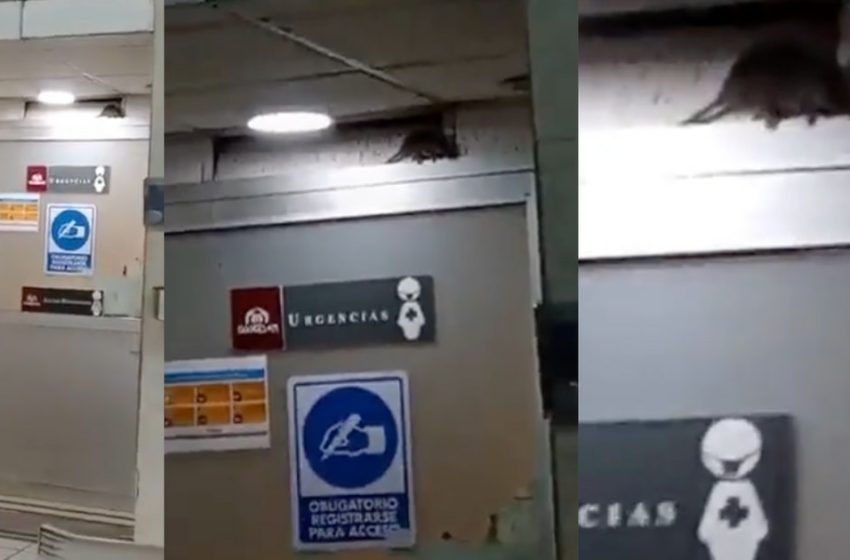  Captan a una rata deambulando en un hospital en Sonora – Publimetro