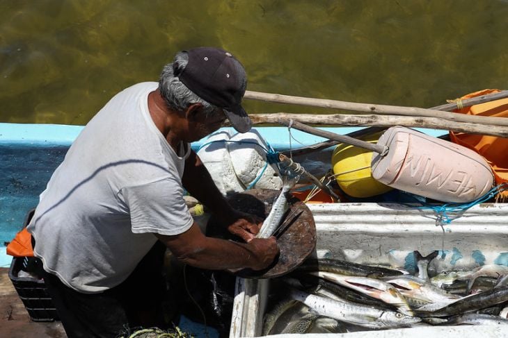  Campeche: Sector pesquero pide estudios para reconsiderar períodos de veda