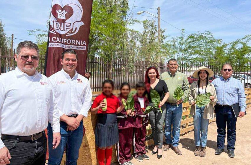  Fomenta DIF BC la educación alimentaria en festival de la cosecha – Uniradio Informa