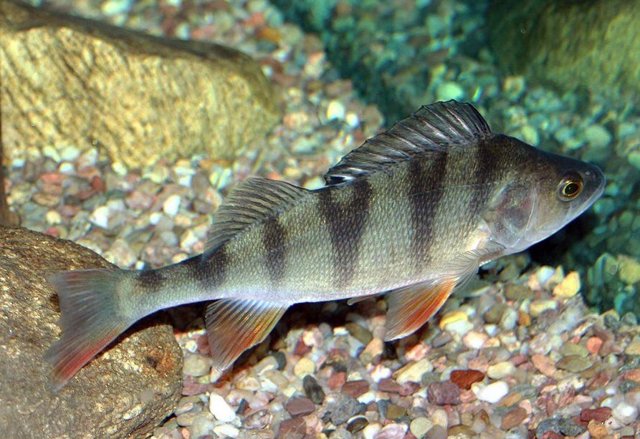  Inesperado efecto en el tamaño de los peces por el calentamiento