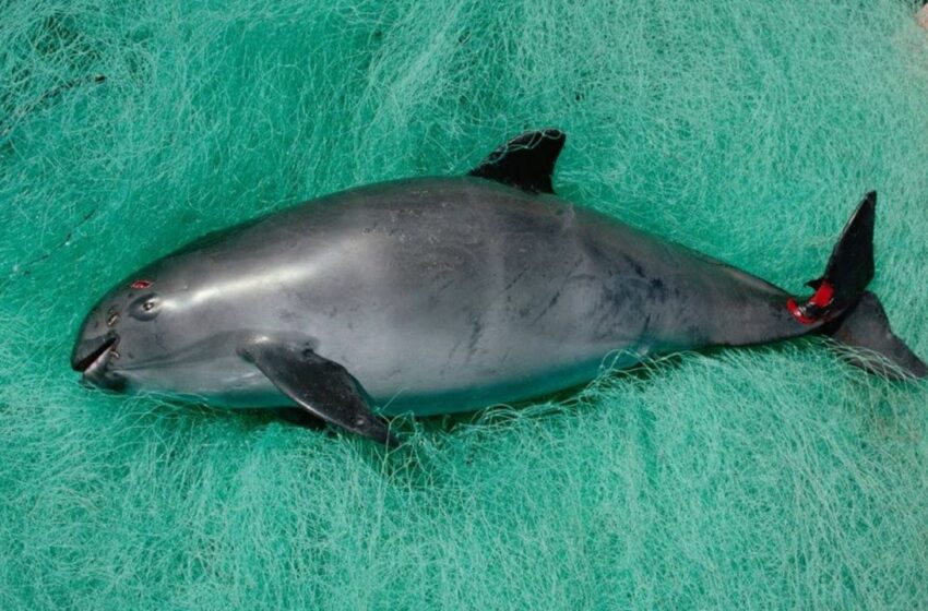  México enfrenta riesgo de embargo comercial por no proteger a vaquita marina y totoaba