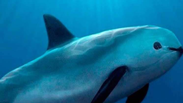  Inicia Plan de Acción para proteger la vaquita marina – Ciudadania Express