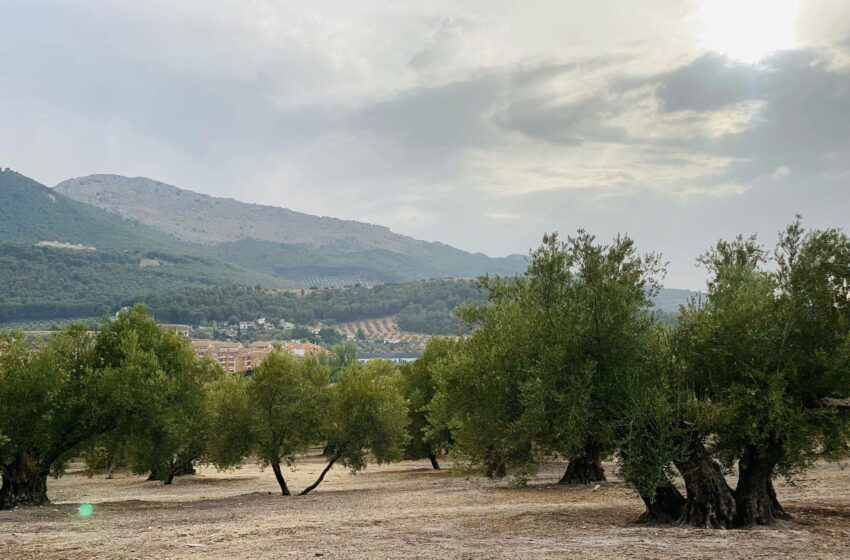  Fallado el XXII Premio de Medio Ambiente de la Diputación de Jaén – Cadena SER