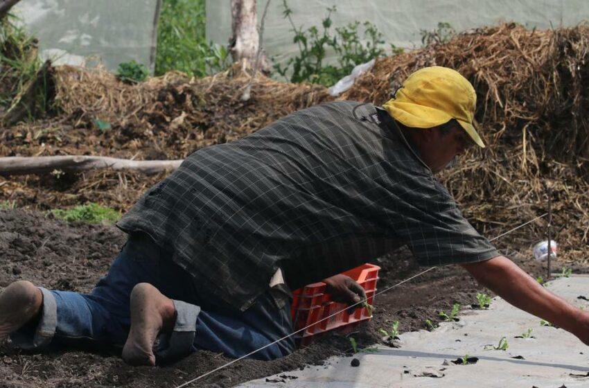  De la chinampa a tu mesa: la UNAM pone a la venta productos chinamperos – Publimetro