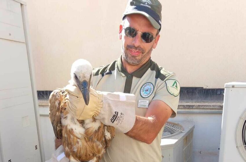  Agentes de Medio Ambiente y Bomberos de Almería rescatan un ejemplar de buitre leonado