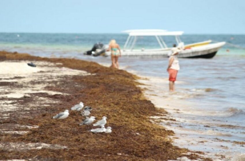  Sargazo 'golpea' a la pesca deportiva en Cancún – PorEsto