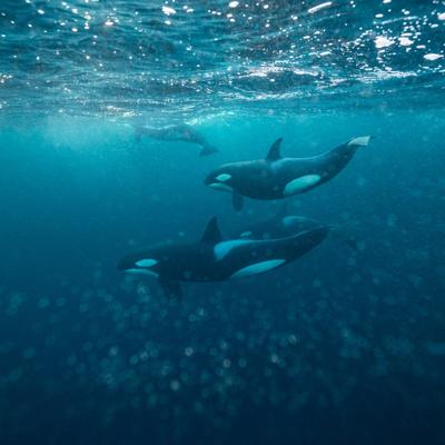  ¿Por qué estas orcas lanzan ataques coordinados contra veleros?