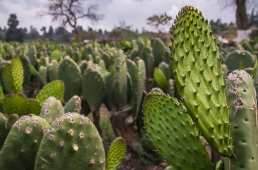  Sader va con nopal y pesca hacia Argelia – 24 Horas