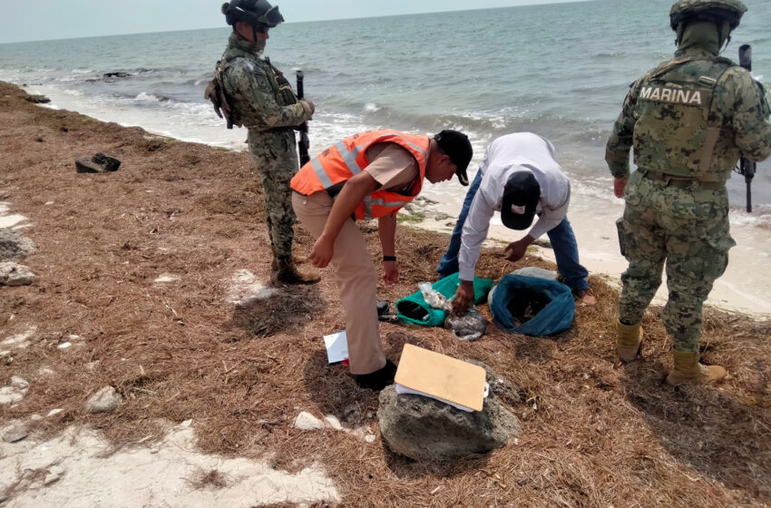  Incautan 12 kilos de pepino de mar – Tribuna Campeche