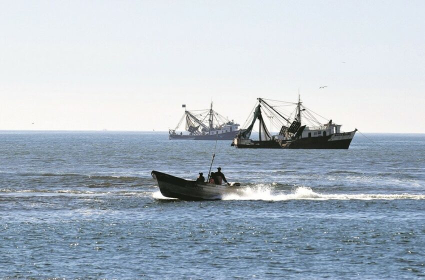  Cooperativas de Guasave acusan a barcos de llevarse el camarón en plena veda – Debate