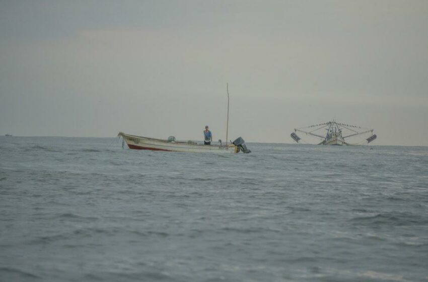  Embargo comercial de pescados y mariscos, ineficiente en el combate a pesca ilegal: Oceana