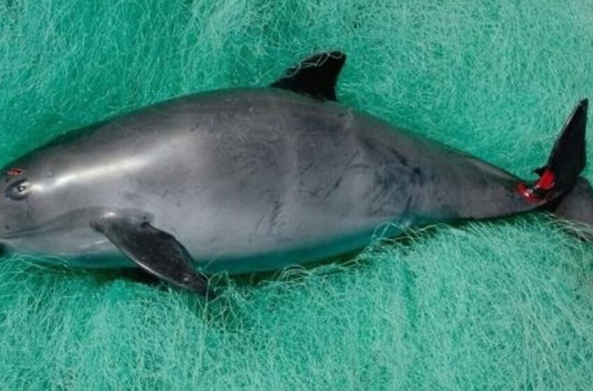  Alistan tercer crucero para observar la vaquita marina – La Verdad Noticias