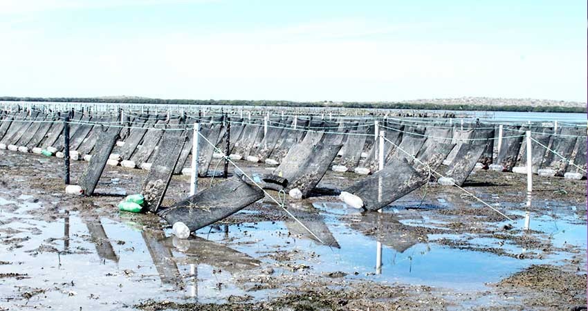  Impulsa gobierno la acuacultura de ostión en Baja California Sur | Diario El Independiente