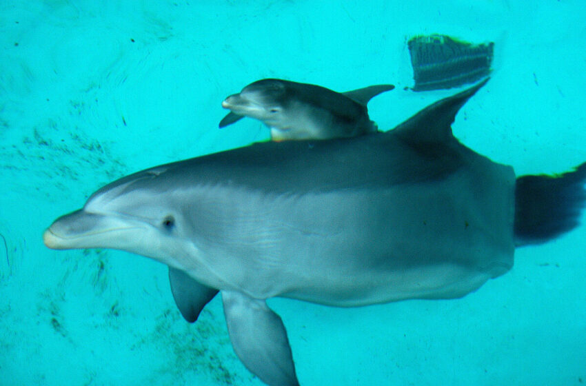  España tiene el 30% de todos los delfines en cautividad de Europa