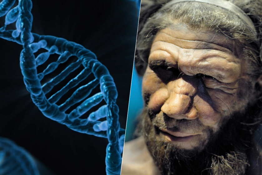  Hace tiempo que sabemos que llevamos ADN neandertal. Ahora nos estamos dándo cuenta de sus implicaciones