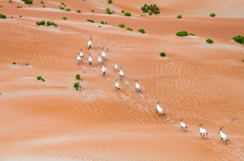  Agencia de Medio Ambiente de Abu Dhabi, reconocida como la mejor de su tipo a nivel regional