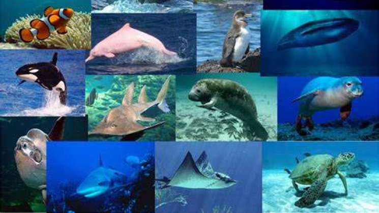  Se extinguen cada año 25 mil especies de fauna marina – Ciudadania Express