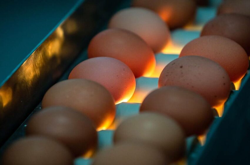 Precio del huevo en EU cae a mínimo no visto en 72 años – El Financiero