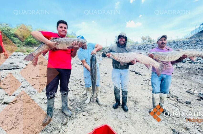  Se seca presa de Tepeji, productores se benefician de última pesca – Quadratín Hidalgo