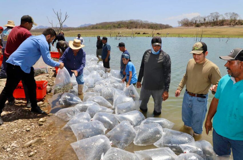  Inicia repoblamiento de 3 millones de alevines en la presa El Salto – Noticias de Sinaloa