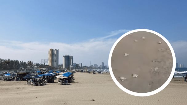  Eclosionan huevos de tortuga en playa de Boca del Río – Imagen de Veracruz