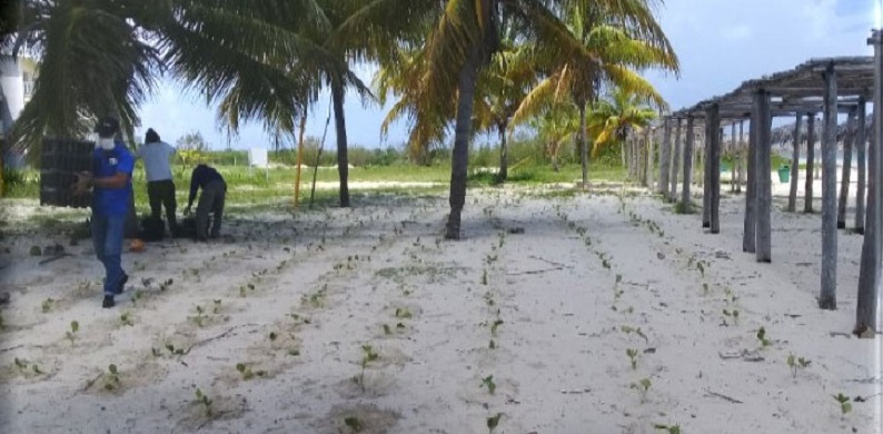  Reforestan dunas costeras por Día del Medio Ambiente en Cuba – Radio Reloj
