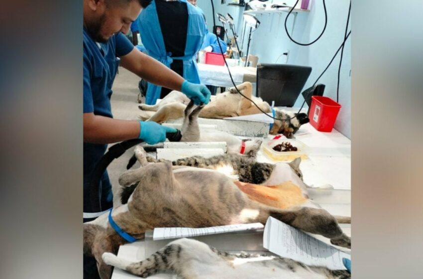  Sonora: Jornada de esterilización canina y felina realizarán este domingo en San Carlos, Guaymas