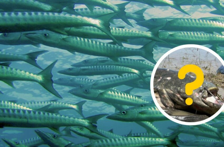  Este es el pez 'más grande del mundo'; pescador cuenta cómo lo halló – MVS Noticias