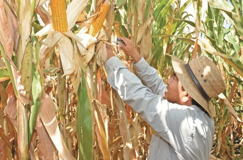  Economía: México defenderá política sobre maíz biotecnológico