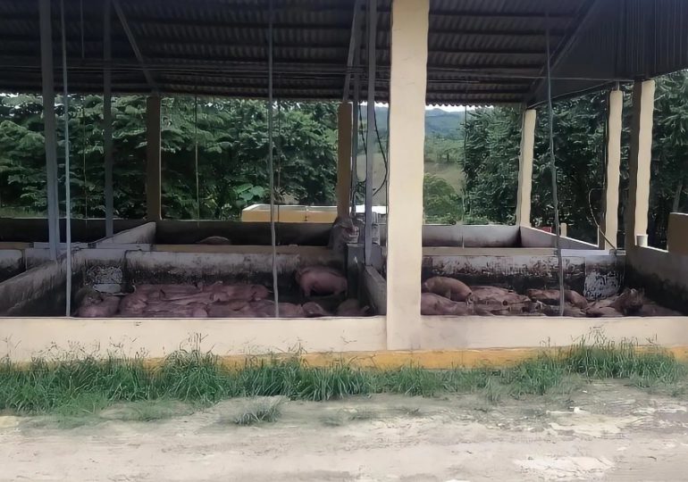  Medio Ambiente sancionará granja de cerdos que vertió agua residual en río Licey