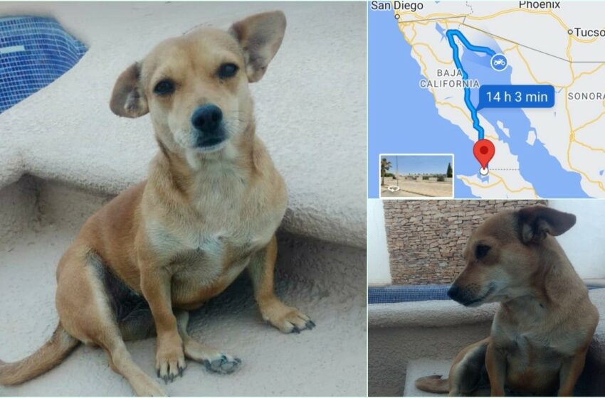  ¡800 km! Dulcinea, la perrita que viajó escondida en el auto de sus vecinos desde Sonora hasta BCS