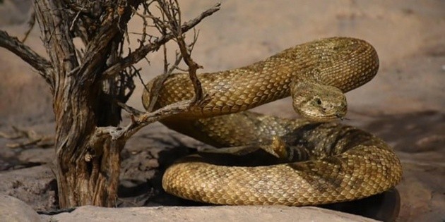  Serpientes buscan refugio en casas por onda de calor en San Luis Potosí