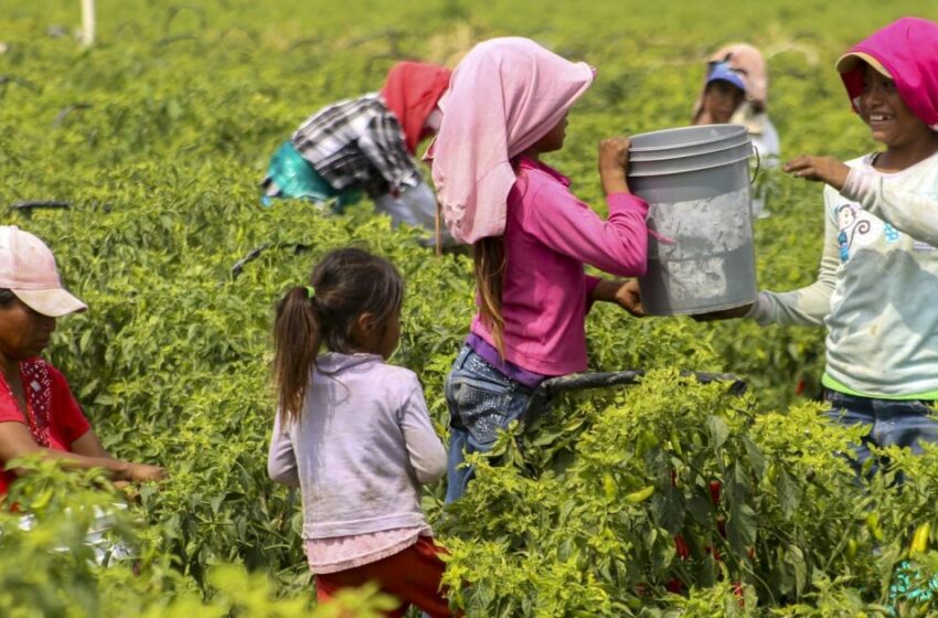  El trabajo infantil afecta a 3.3 millones de menores de edad en México