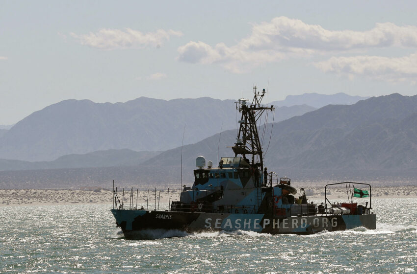  México anuncia cambios regulatorios para reforzar protección de vaquita … – López-Dóriga Digital