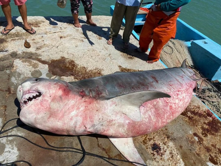  Capturan tiburón de casi 4 metros en Río Lagartos, Yucatán – La Jornada