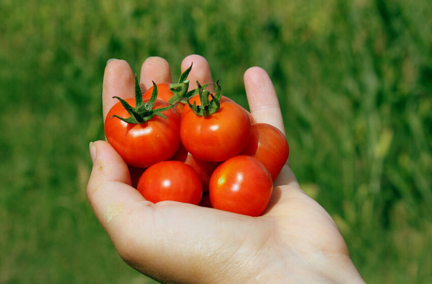  Inspeccionan 92 casos y una muerte por Salmonella relacionados con tomates cherrys