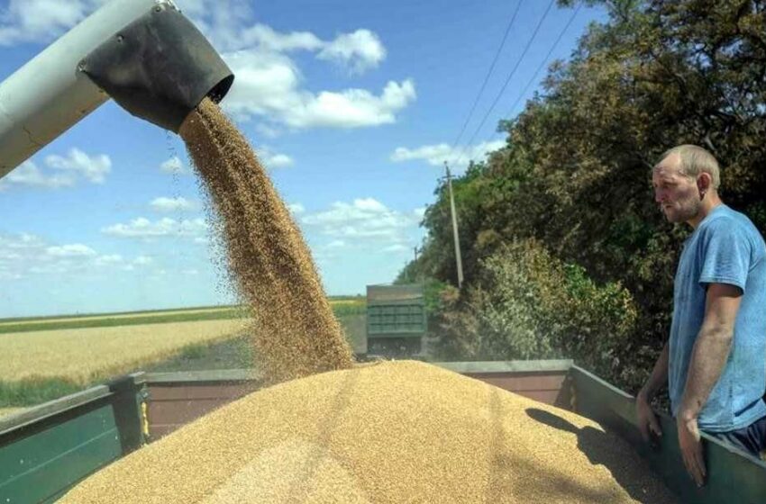  Suben 8% precios del trigo tras ataque ruso – El Diario de Juárez