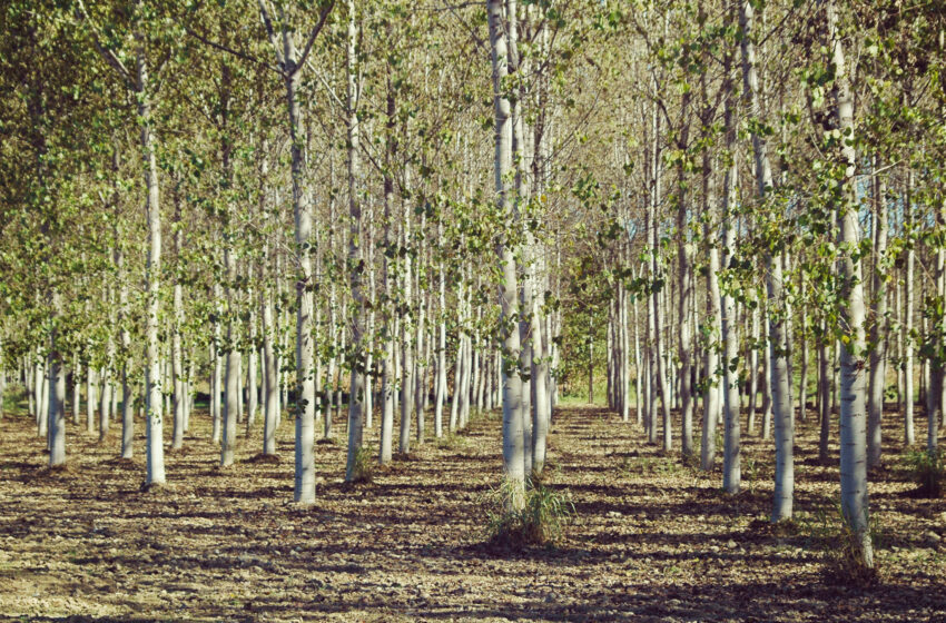  Edición genética para una madera más productiva y sostenible – Medio Ambiente – Vida