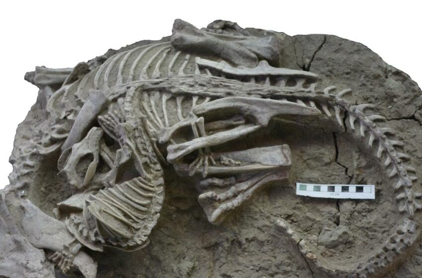  Hallan un fósil de un mamífero comiéndose vivo a un dinosaurio