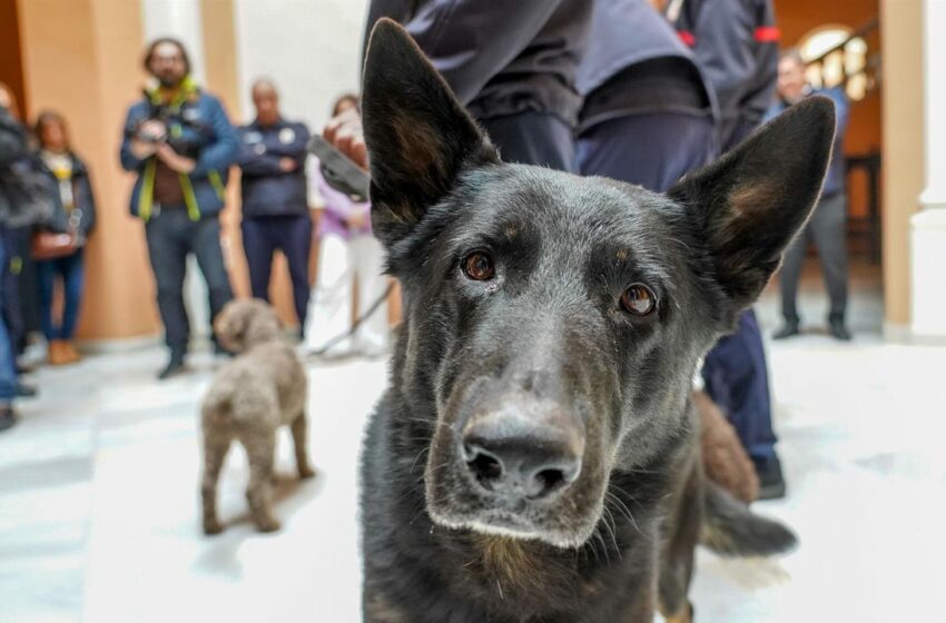  ¿Se puede ir a votar con el perro en las elecciones generales? Qué dice la Ley