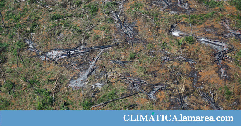  Banco Santander, entre los principales financiadores de la destrucción de la Amazonia