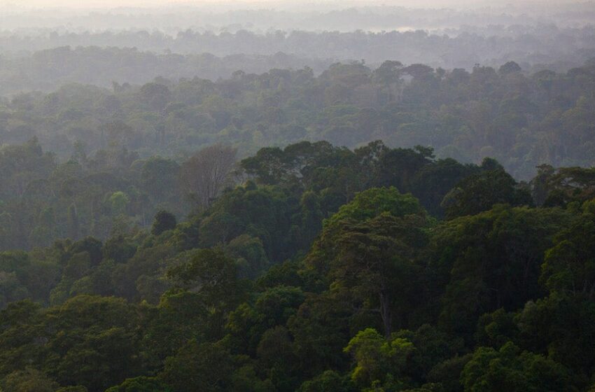  La deforestación en la Amazonia brasileña cae 34% durante primer semestre de 2023