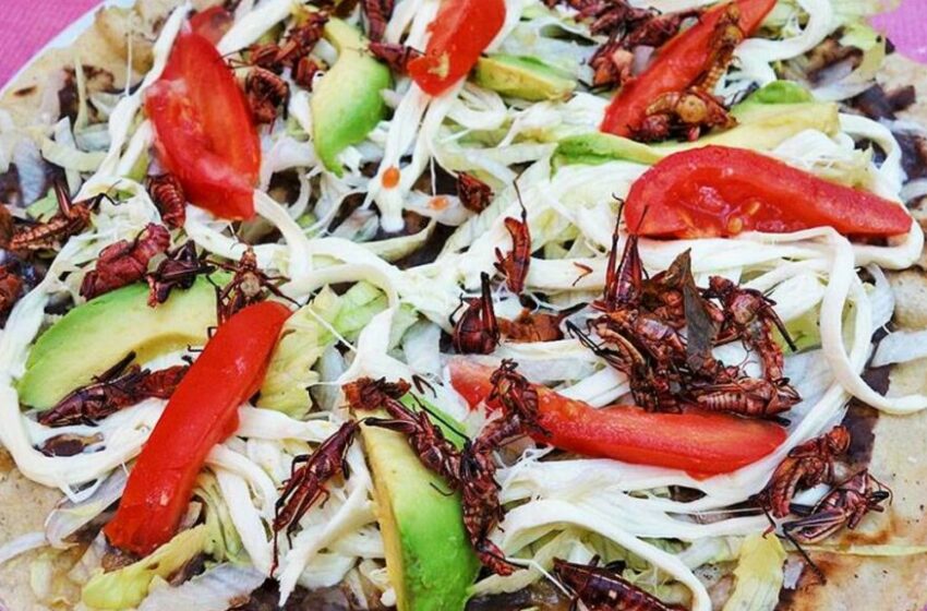  ¡Tlayudas, chapulines y chocolate! Habrá Feria de Alimentos Prehispánicos en CDMX