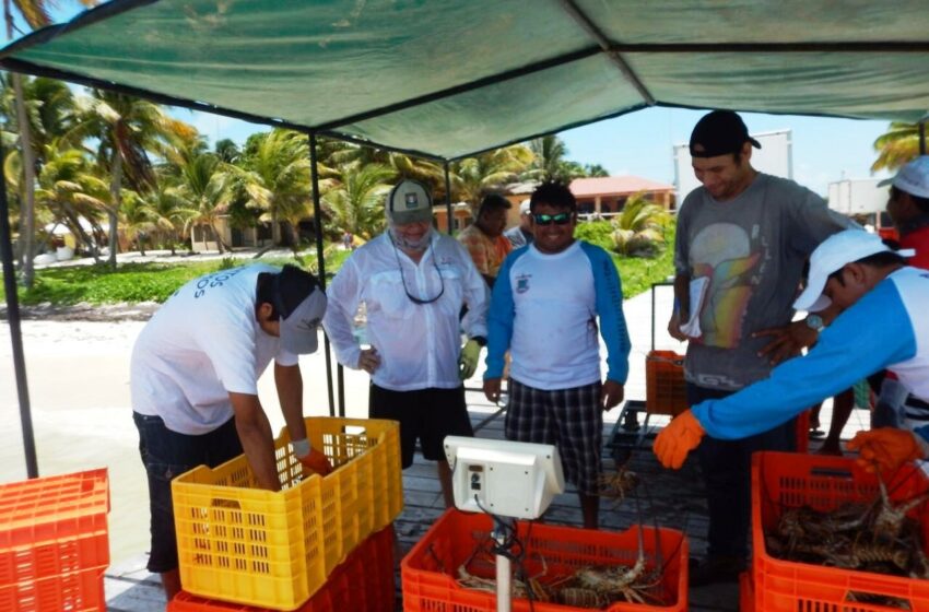  Pescadores de Punta Allen aguardan ver precio de langosta antes de iniciar con la captura