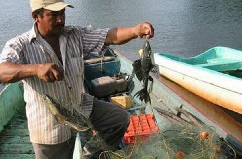  Pez Diablo genera perdidas materiales y económicas para pescadores en Chiapa de Corzo