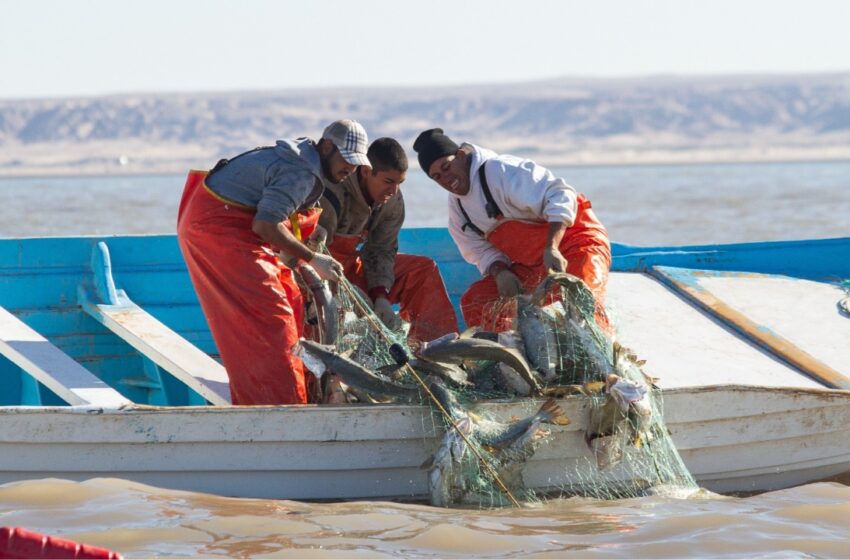  EUA da respiro a la pesca mexicana al no imponer sanciones contra pesca ilegal: OCEANA