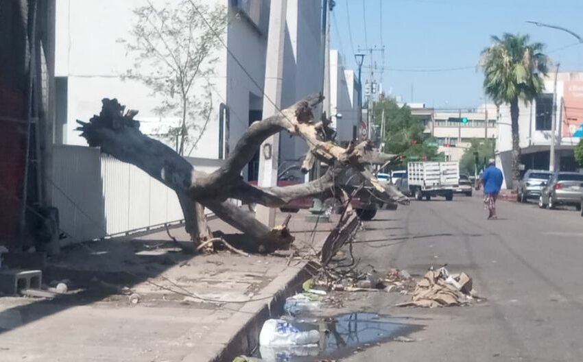 Azota microburst a Hermosillo, Sonora; lluvia y granizo causan daños materiales | El Universal