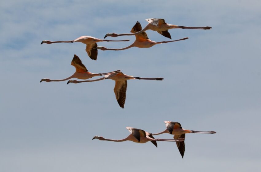  Medio Ambiente libera flamencos del Caribe tras rehabilitarlos a su hábitat natural