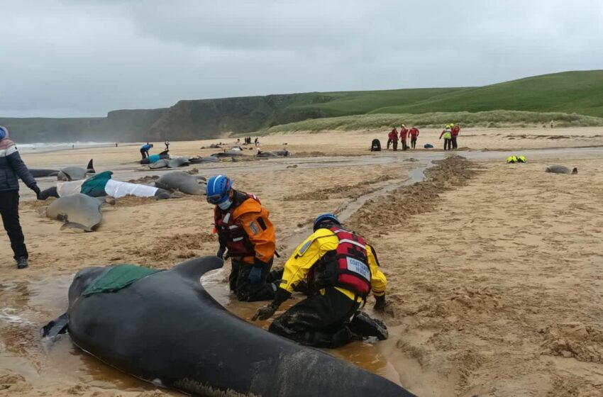  Mueren más de 50 ballenas piloto tras un encallamiento masivo en isla de Escocia